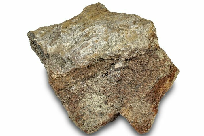 Dinosaur (Triceratops) Bone Section - Montana #307082